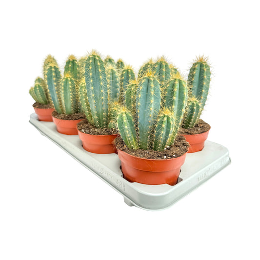 Cacti 12cm Pilosocereus Azureus - Cacti The Horti House