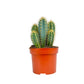 Cacti 12cm Pilosocereus Azureus - Cacti The Horti House