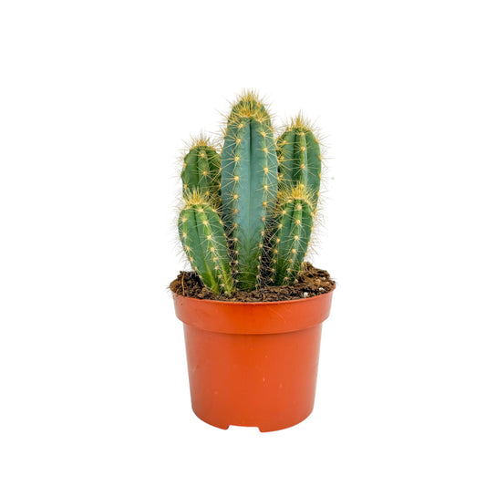 Cacti 12cm Pilosocereus Azureus - Cacti The Horti House
