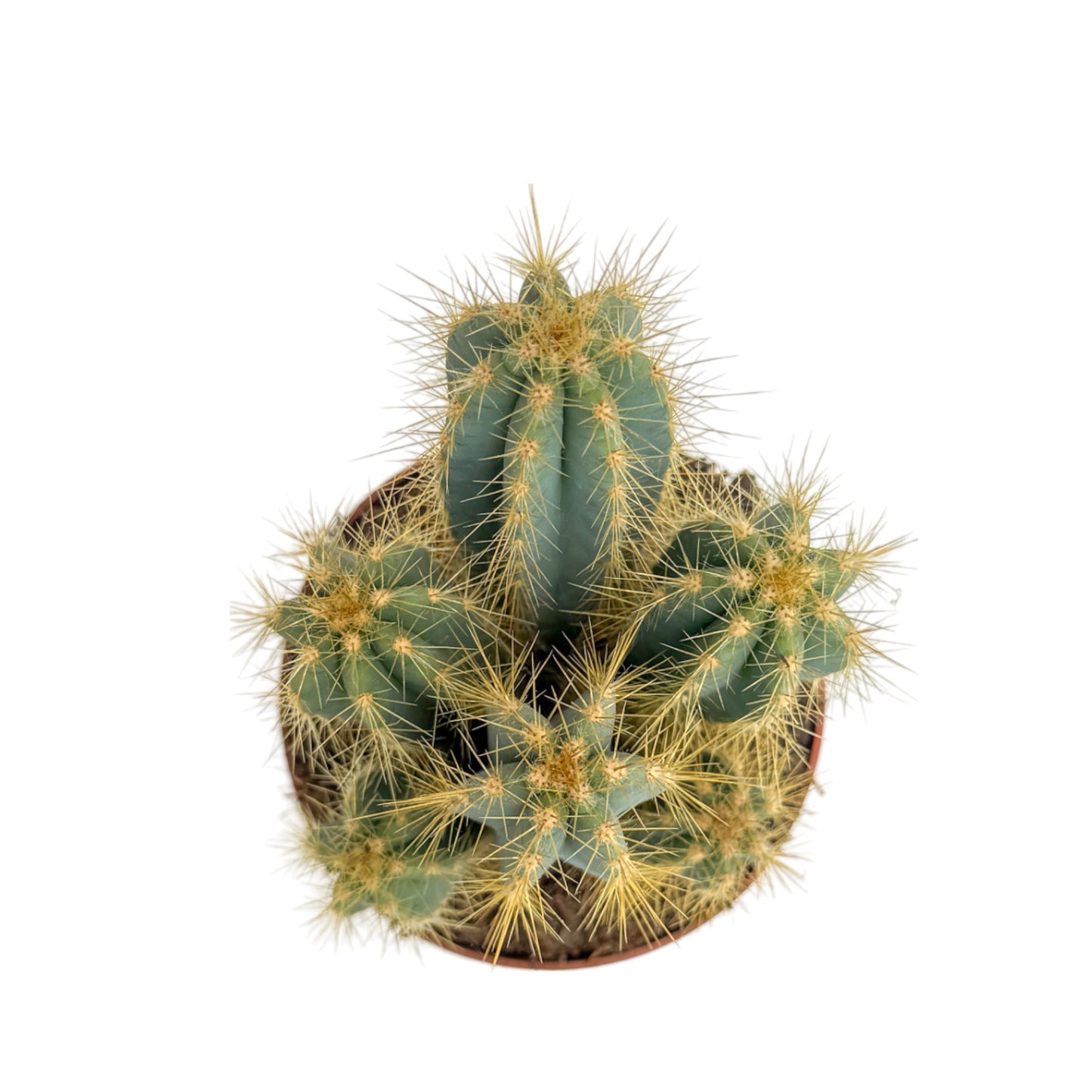 Cacti 12cm Pilosocereus Azureus - Cacti The Horti House