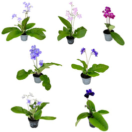 Streptocarpus 10.5cm