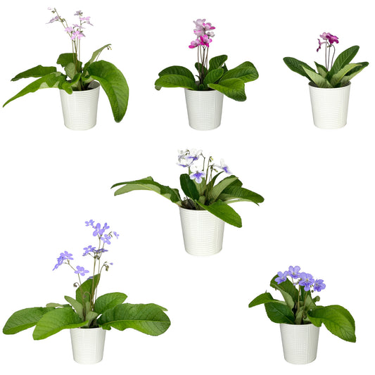Streptocarpus 13cm in Zinc