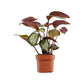 Calathea 12cm Picturata - Green Plant The Horti House