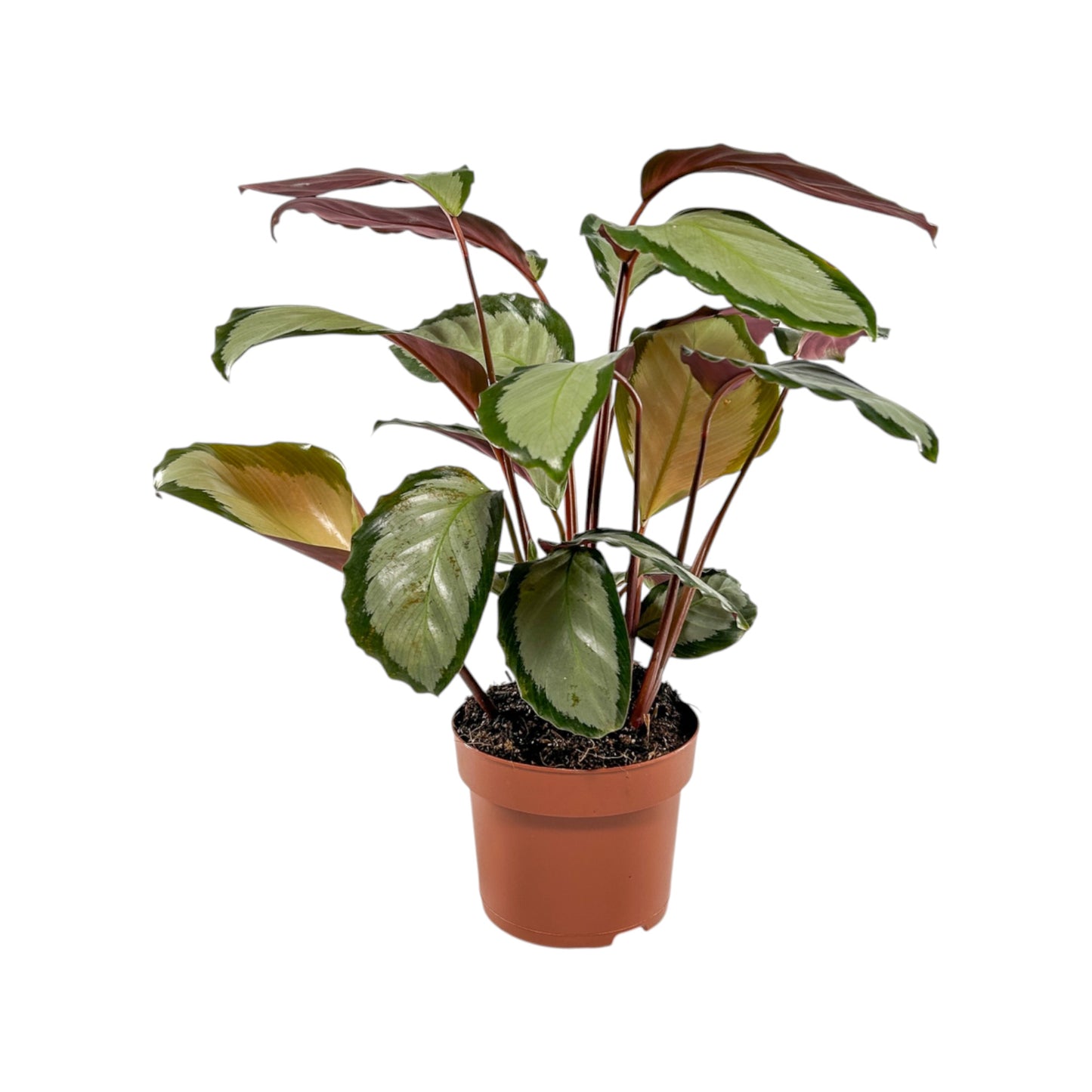 Calathea 12cm Picturata - Green Plant The Horti House