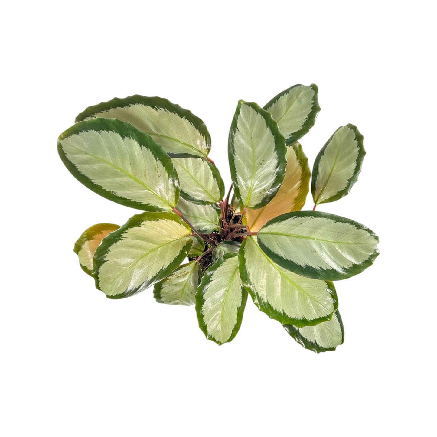 Calathea 12cm Picturata - Green Plant The Horti House