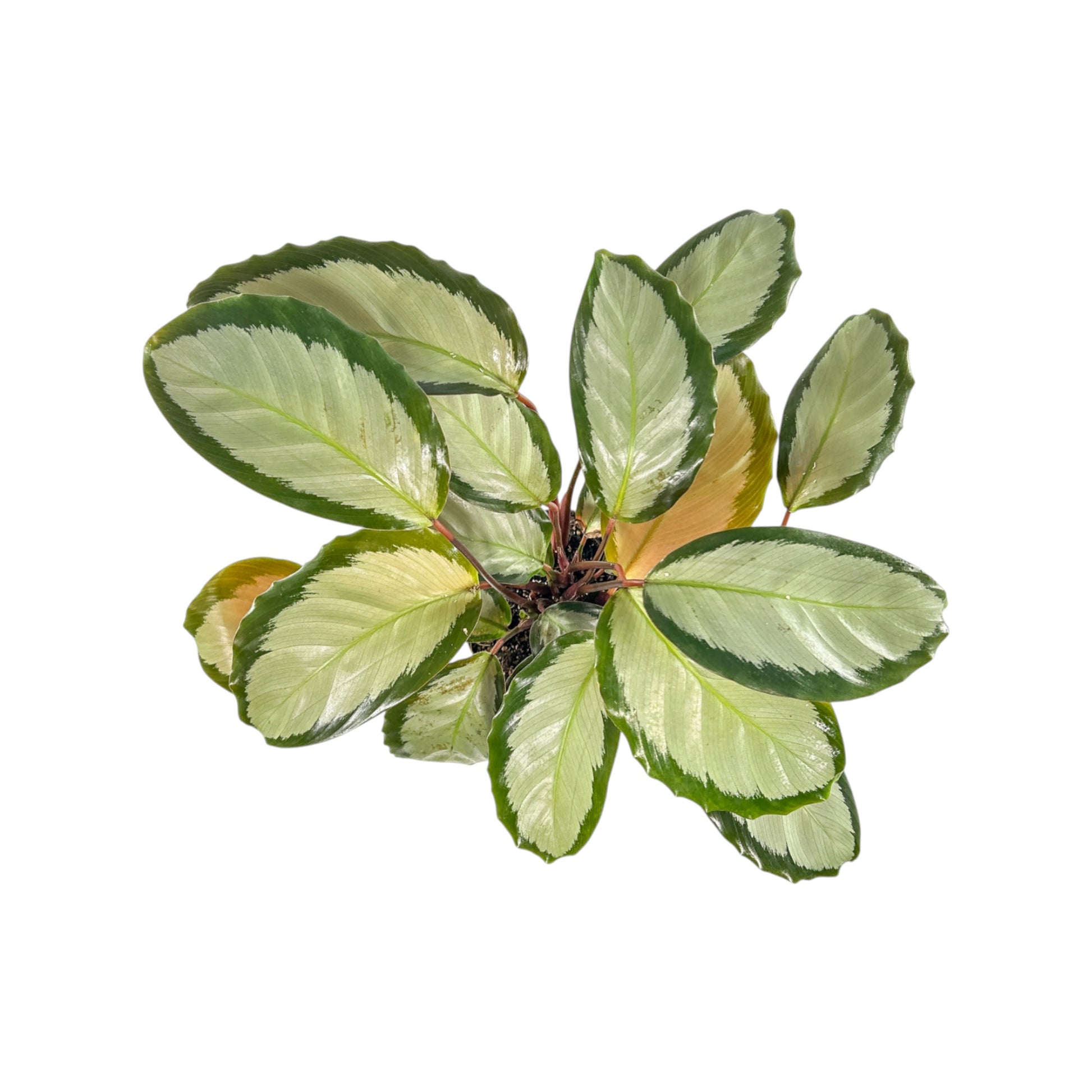 Calathea 12cm Picturata - Green Plant The Horti House