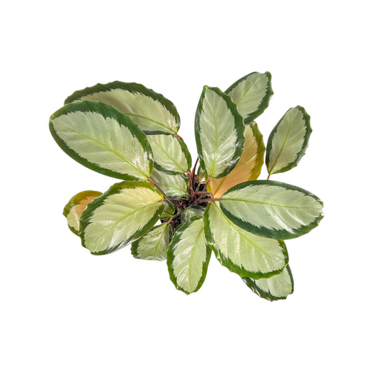 Calathea 12cm Picturata - Green Plant The Horti House