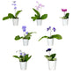 Streptocarpus 10.5cm in Zinc