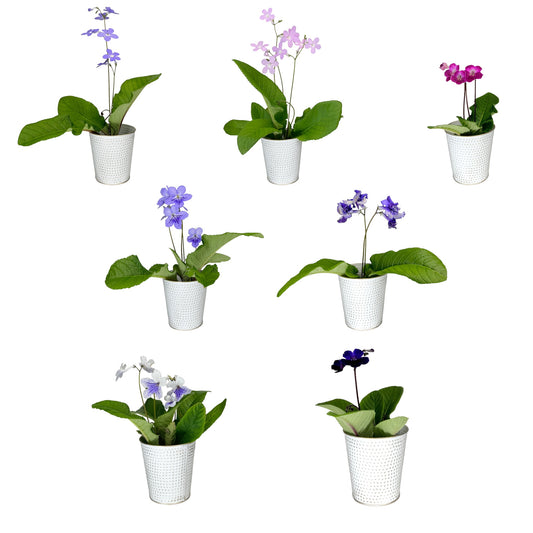 Streptocarpus 10.5cm in Zinc
