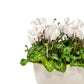 Cyclamen 10.5cm in Duo Ceramic - Flowering The Horti House