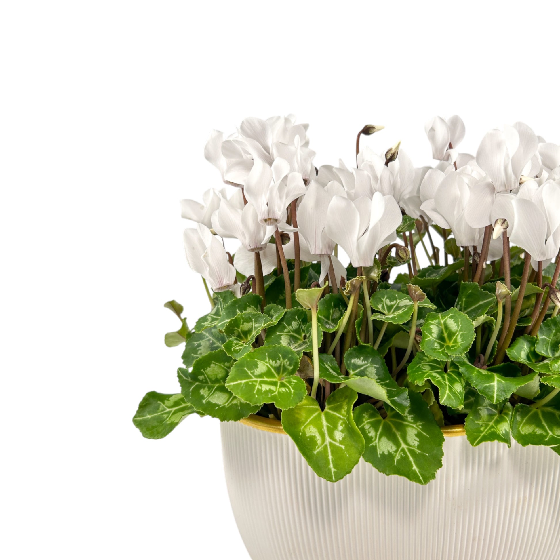 Cyclamen 10.5cm in Duo Ceramic - Flowering The Horti House