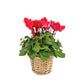 Cyclamen 10.5cm in Basket - Flowering The Horti House