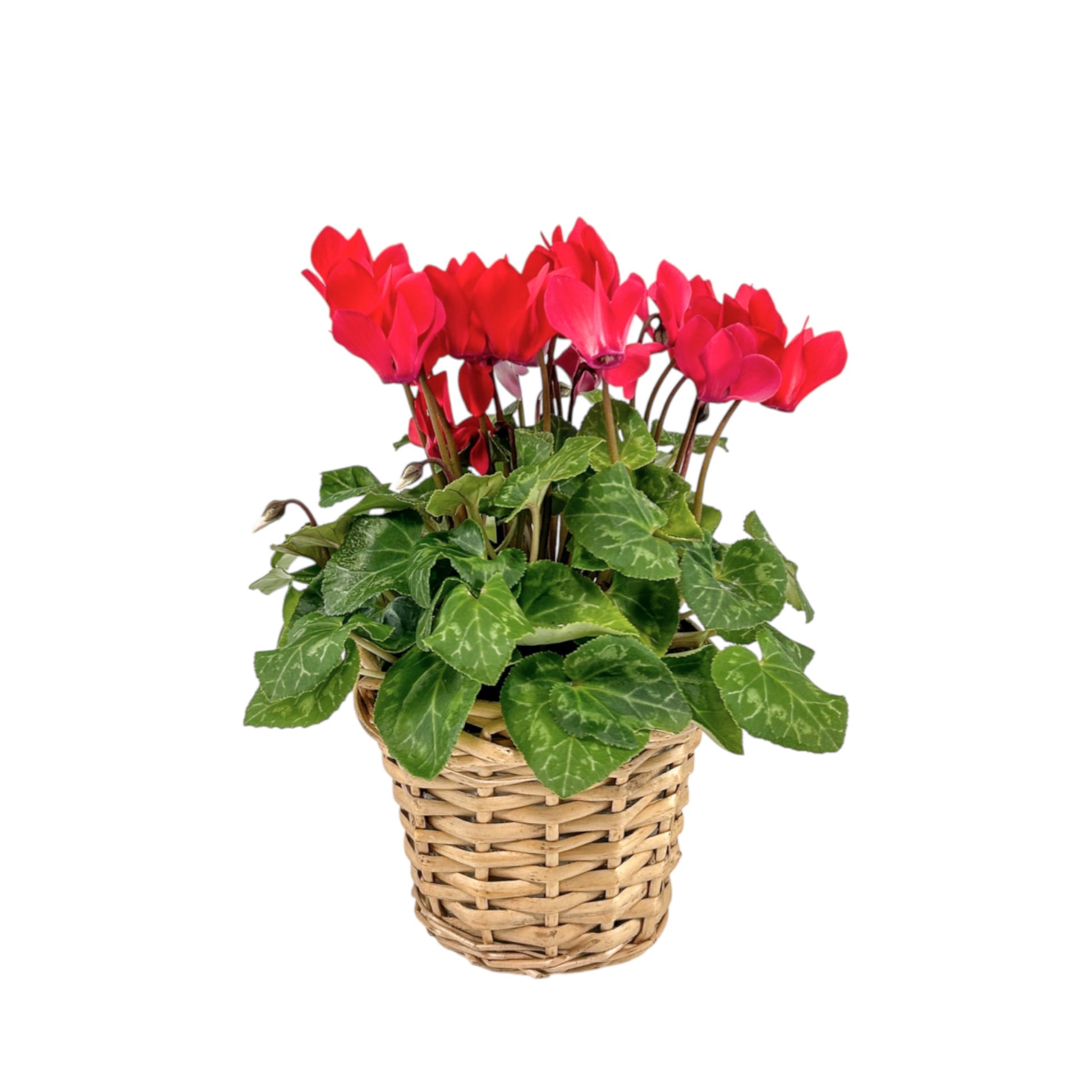 Cyclamen 10.5cm in Basket - Flowering The Horti House
