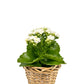 Kalanchoe 9cm in Basket - Flowering The Horti House