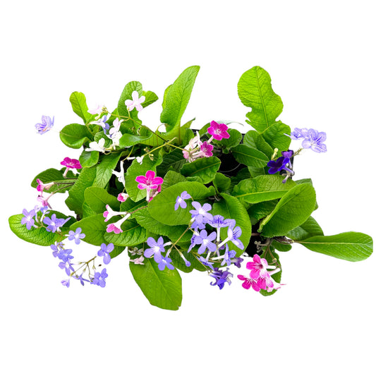 Streptocarpus 10.5cm in Zinc