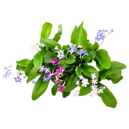 Streptocarpus 13cm in Zinc