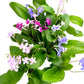 Dibleys Streptocarpus 13cm