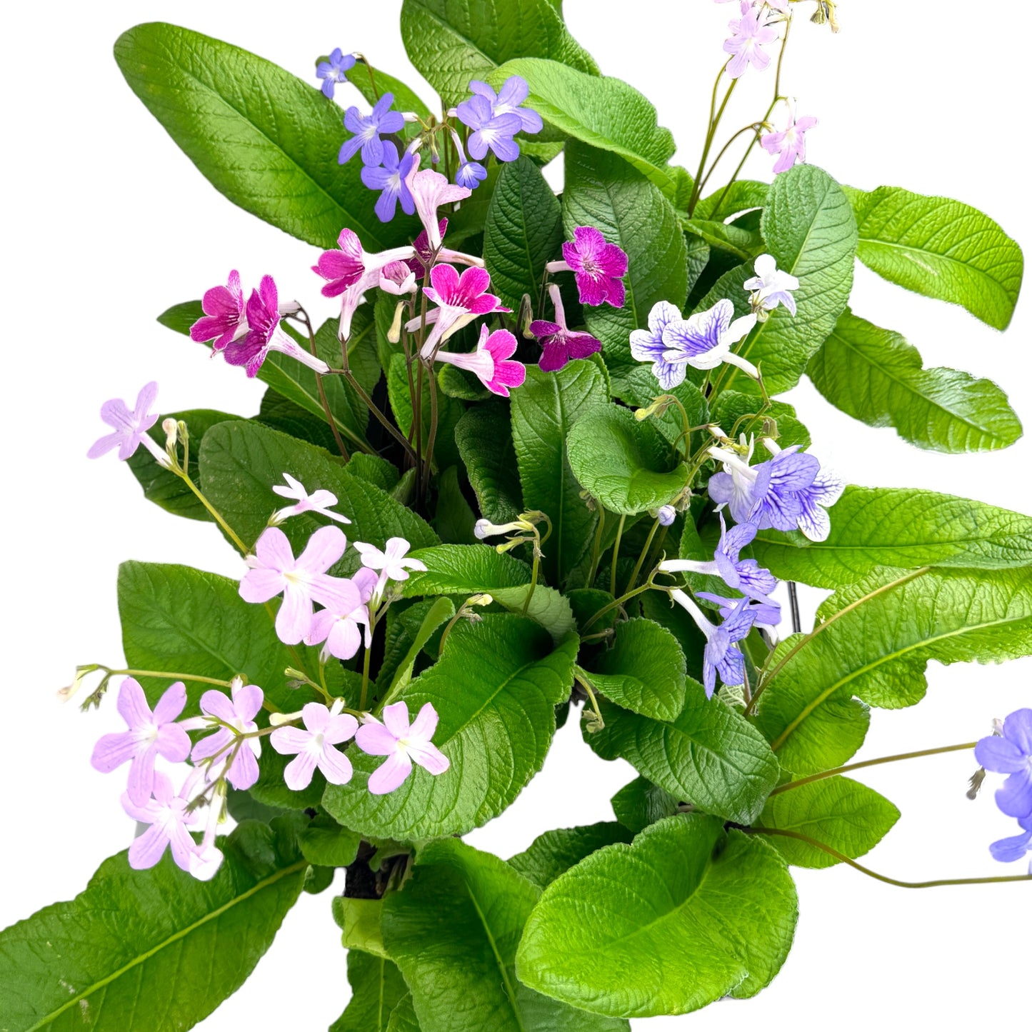 Streptocarpus 13cm in Zinc