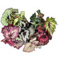 Begonia Rex 12cm Mix