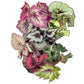 Begonia Rex 12cm Mix
