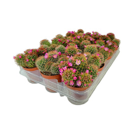 Cacti 8.5cm Mammillaria Flowering