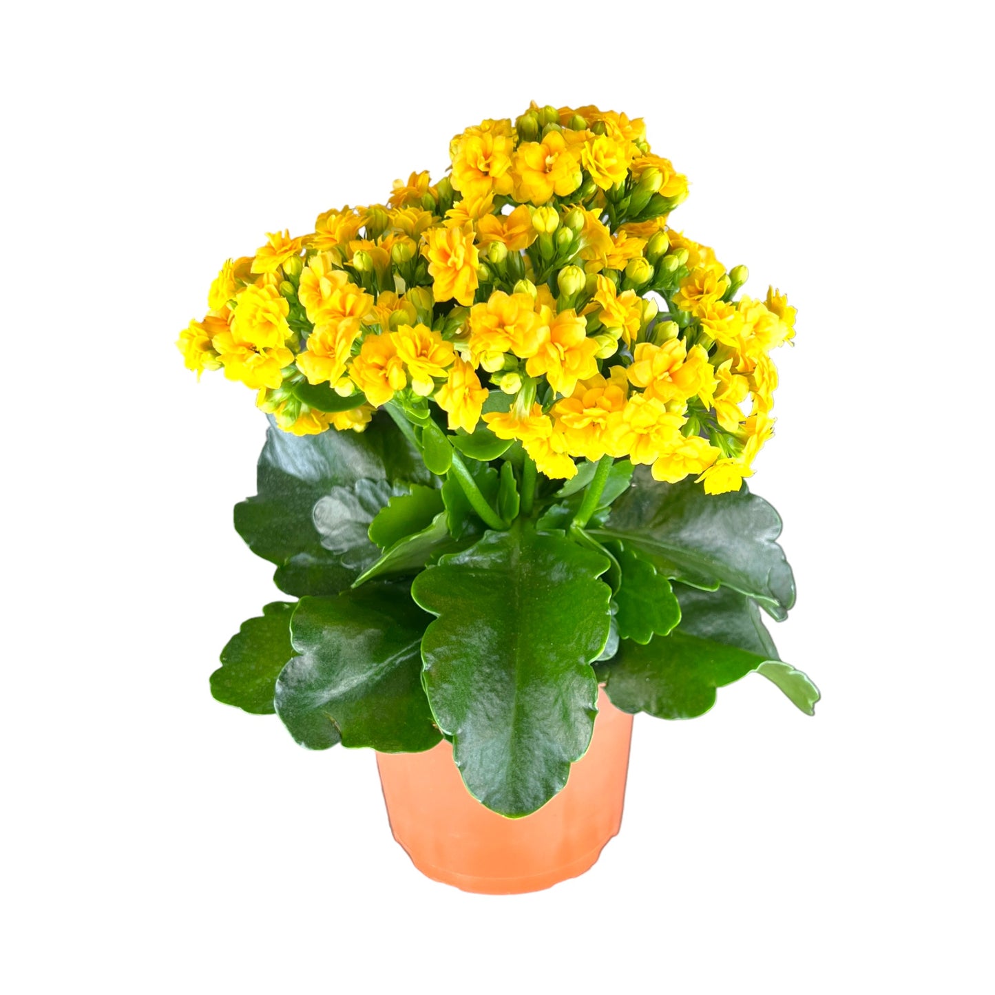 Kalanchoe 12cm Double Flower Yellow/Orange - Flowering The Horti House