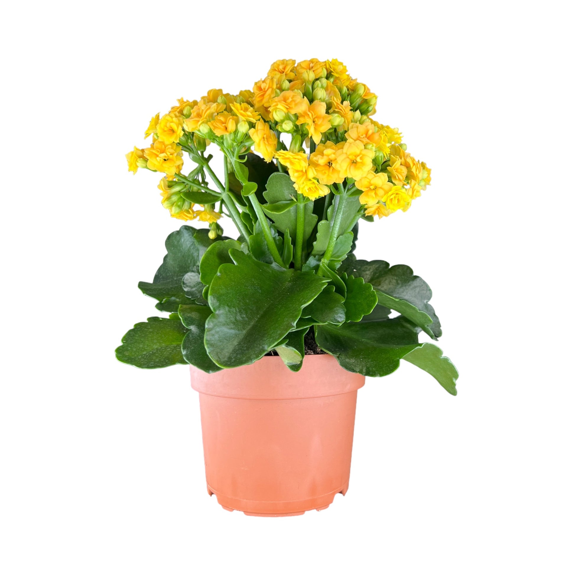 Kalanchoe 12cm Double Flower Yellow/Orange - Flowering The Horti House