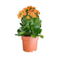 Kalanchoe 9cm Double Flower Mix - Flowering The Horti House