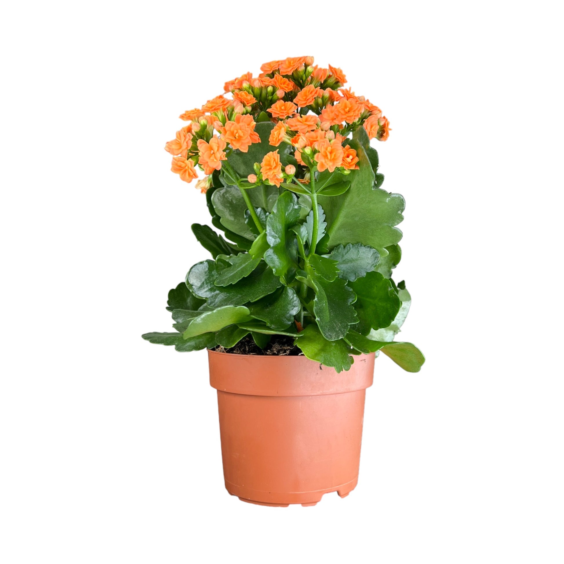 Kalanchoe 9cm Double Flower Mix - Flowering The Horti House