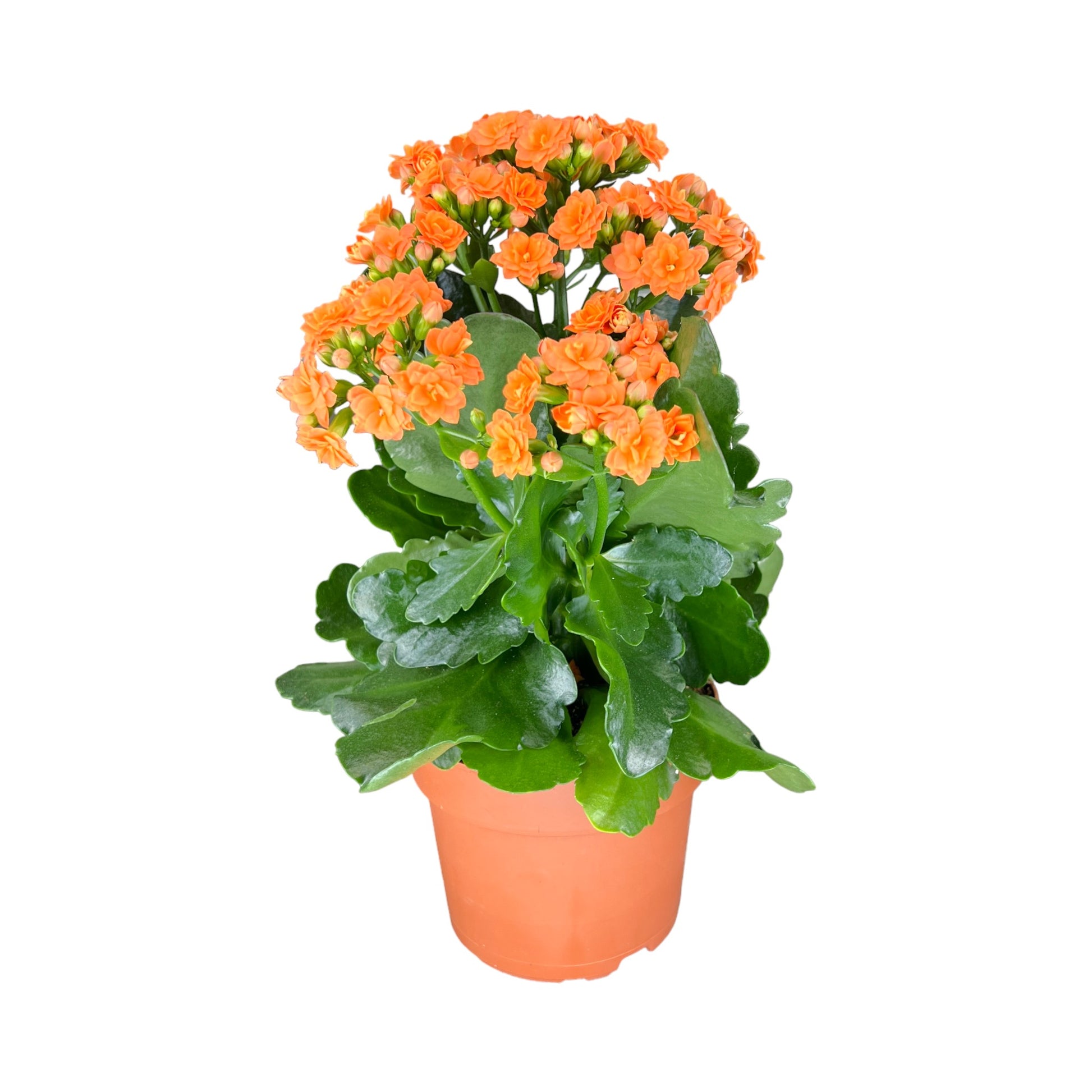 Kalanchoe 9cm Double Flower Mix - Flowering The Horti House