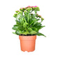 Kalanchoe 9cm Double Flower Mix - Flowering The Horti House