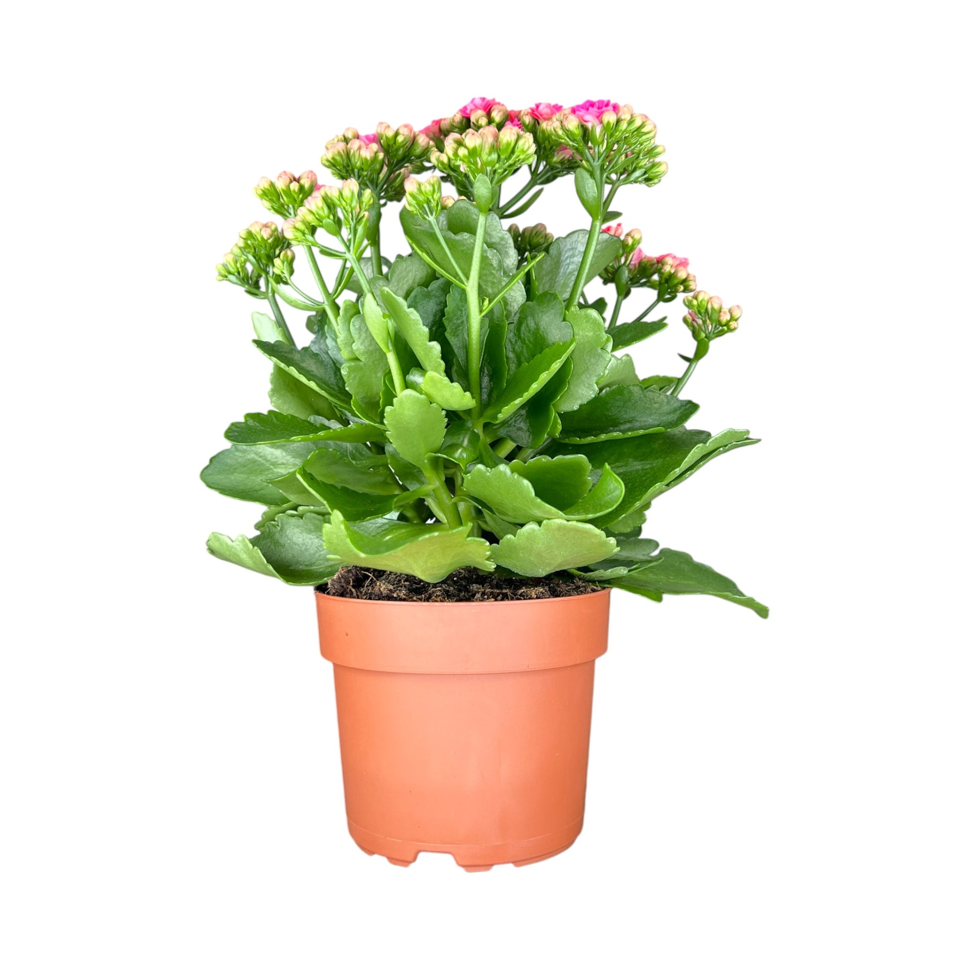 Kalanchoe 9cm Double Flower Mix - Flowering The Horti House