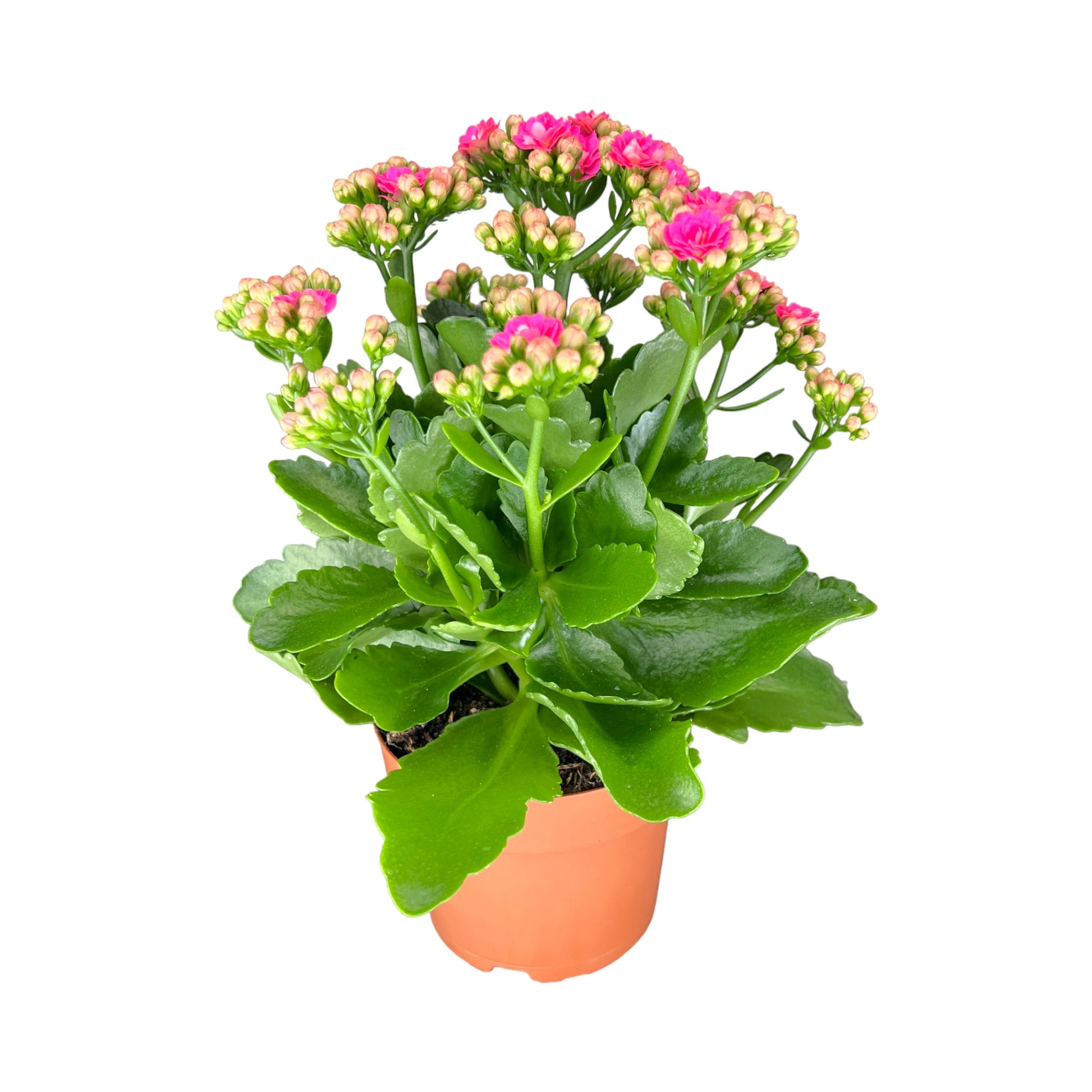 Kalanchoe 12 cm Double Flower Pink - Flowering The Horti House