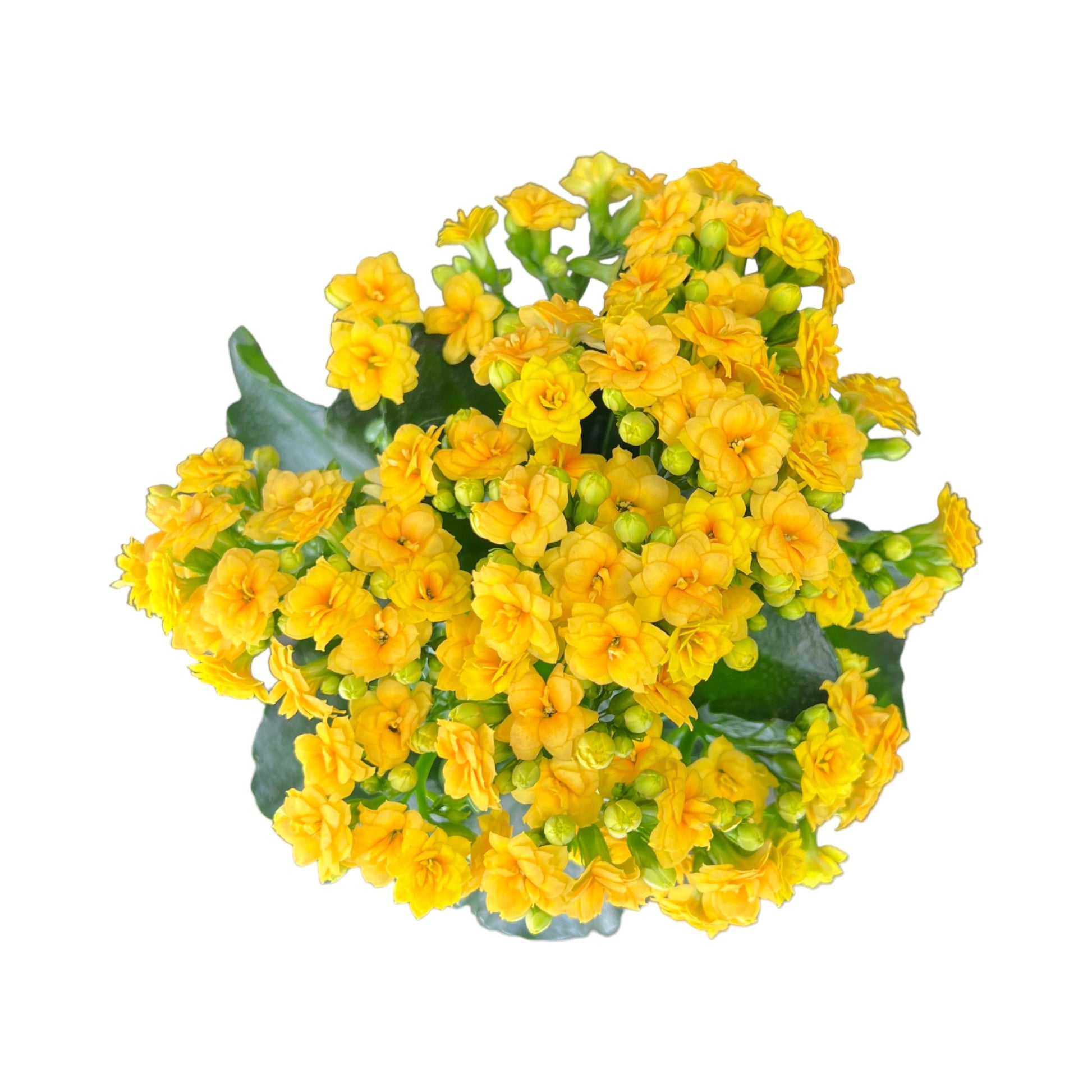 Kalanchoe 12cm in Windsor Ceramic - Flowering The Horti House