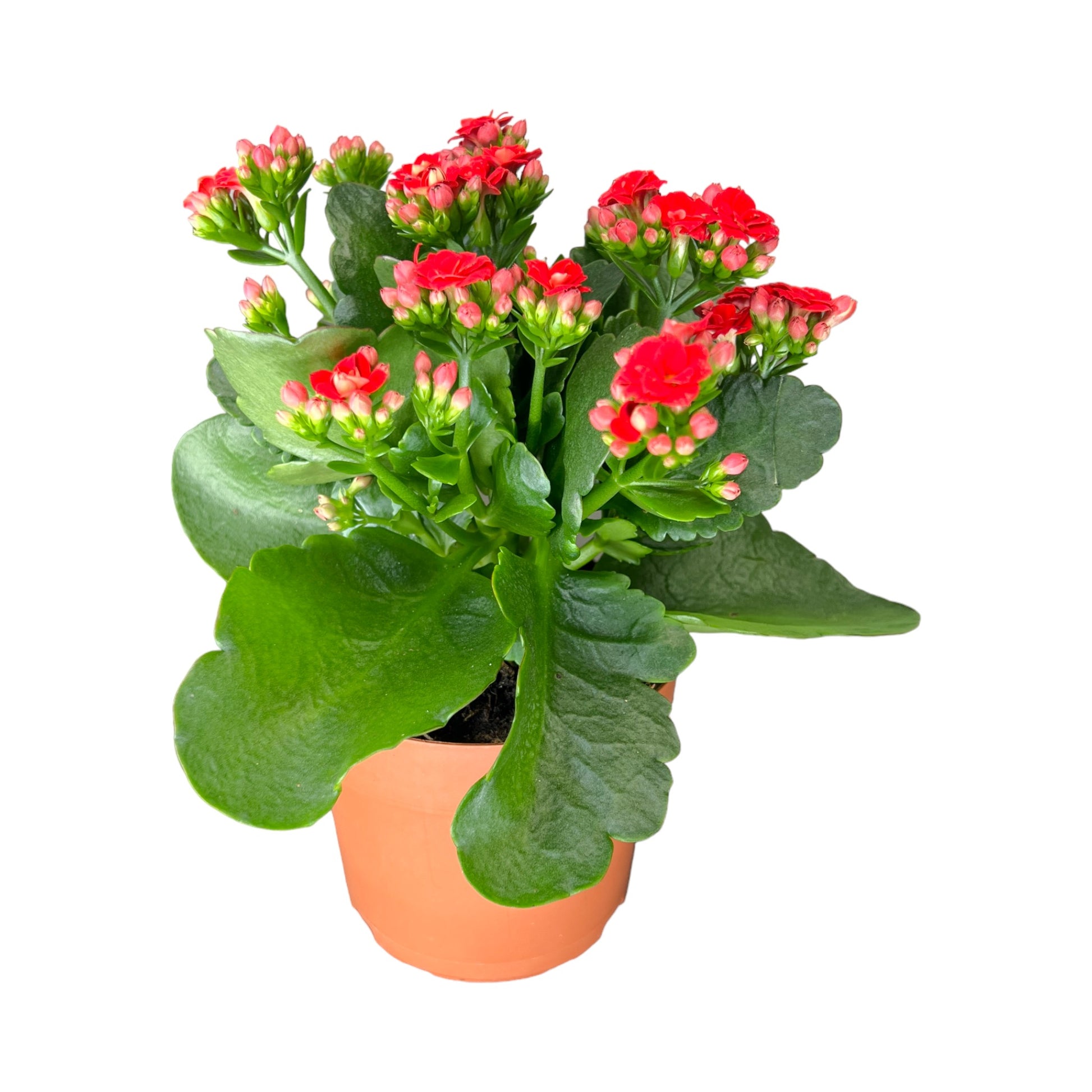 Kalanchoe 9cm Double Flower Mix - Flowering The Horti House