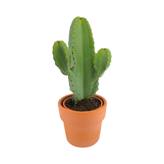 Cacti 21cm Euphorbia in Terracotta