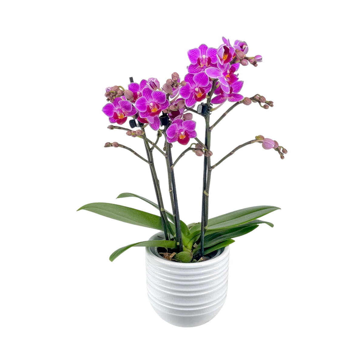 Phalaenopsis 9cm AGM Twin Stem Puebla in Hampshire Ceramic - Orchid The Horti House