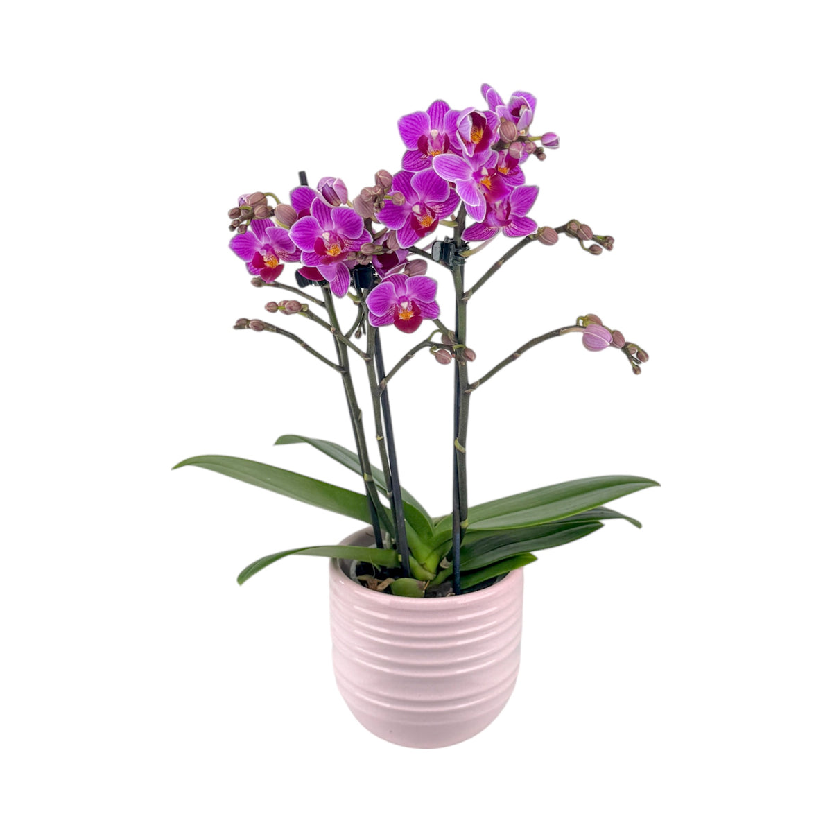 Phalaenopsis 9cm AGM Twin Stem Puebla in Hampshire Ceramic - Orchid The Horti House