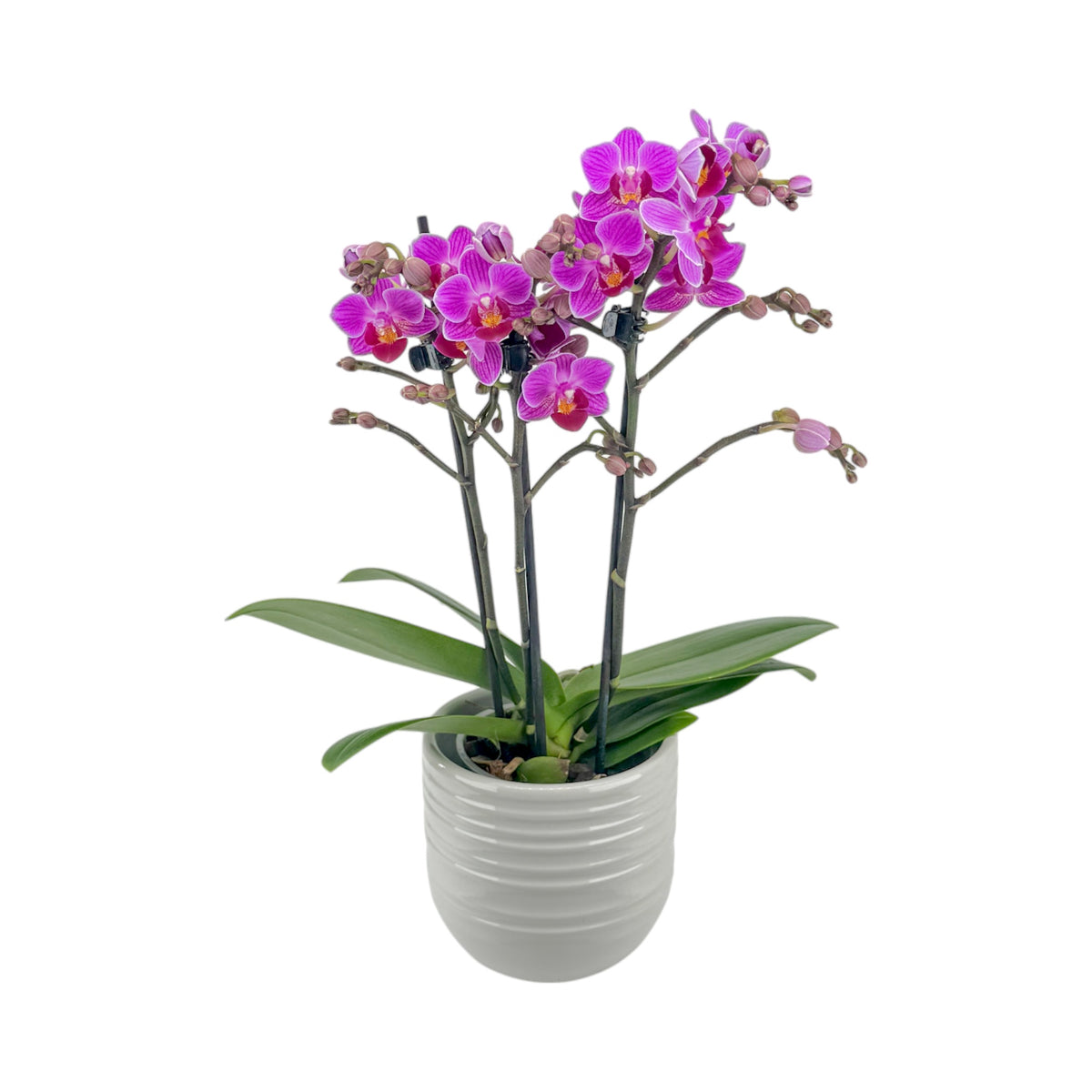 Phalaenopsis 9cm AGM Twin Stem Puebla in Hampshire Ceramic - Orchid The Horti House