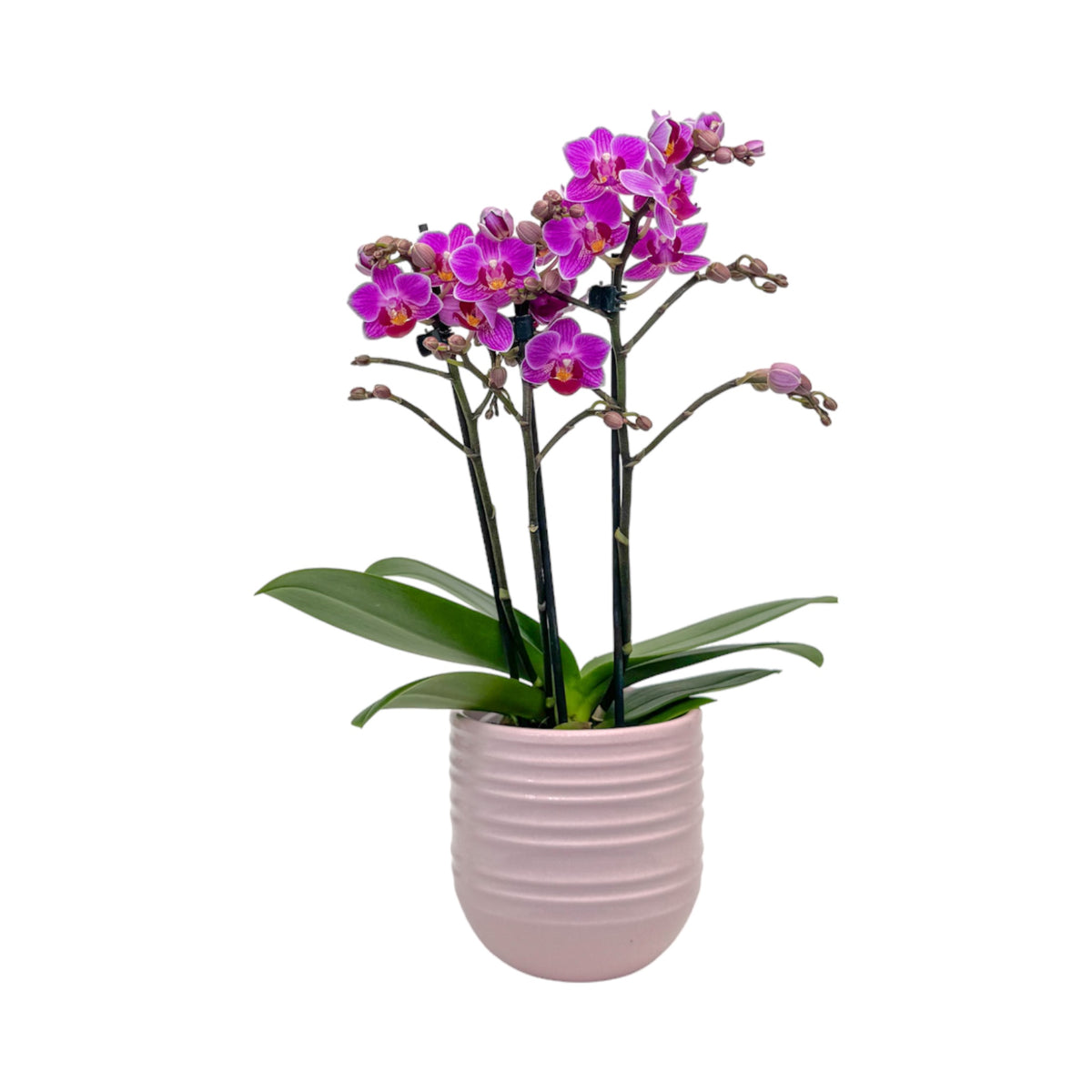 Phalaenopsis 9cm AGM Twin Stem Puebla in Hampshire Ceramic - Orchid The Horti House