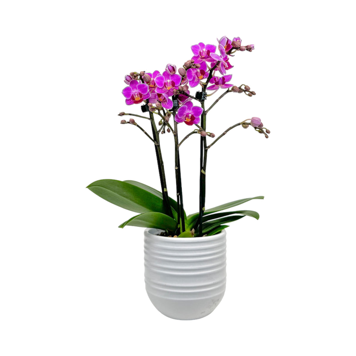 Phalaenopsis 9cm AGM Twin Stem Puebla in Hampshire Ceramic - Orchid The Horti House