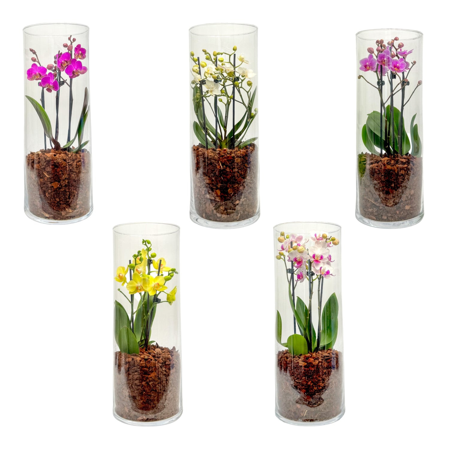 Pots - Glass