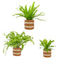 Asplenium 12cm Mix In Basket