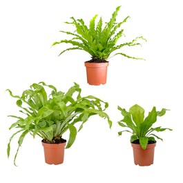 Asplenium 12cm Mix