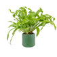 Fern 12cm Mix in Cambridge Ceramic