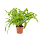 Asplenium 12cm Mix