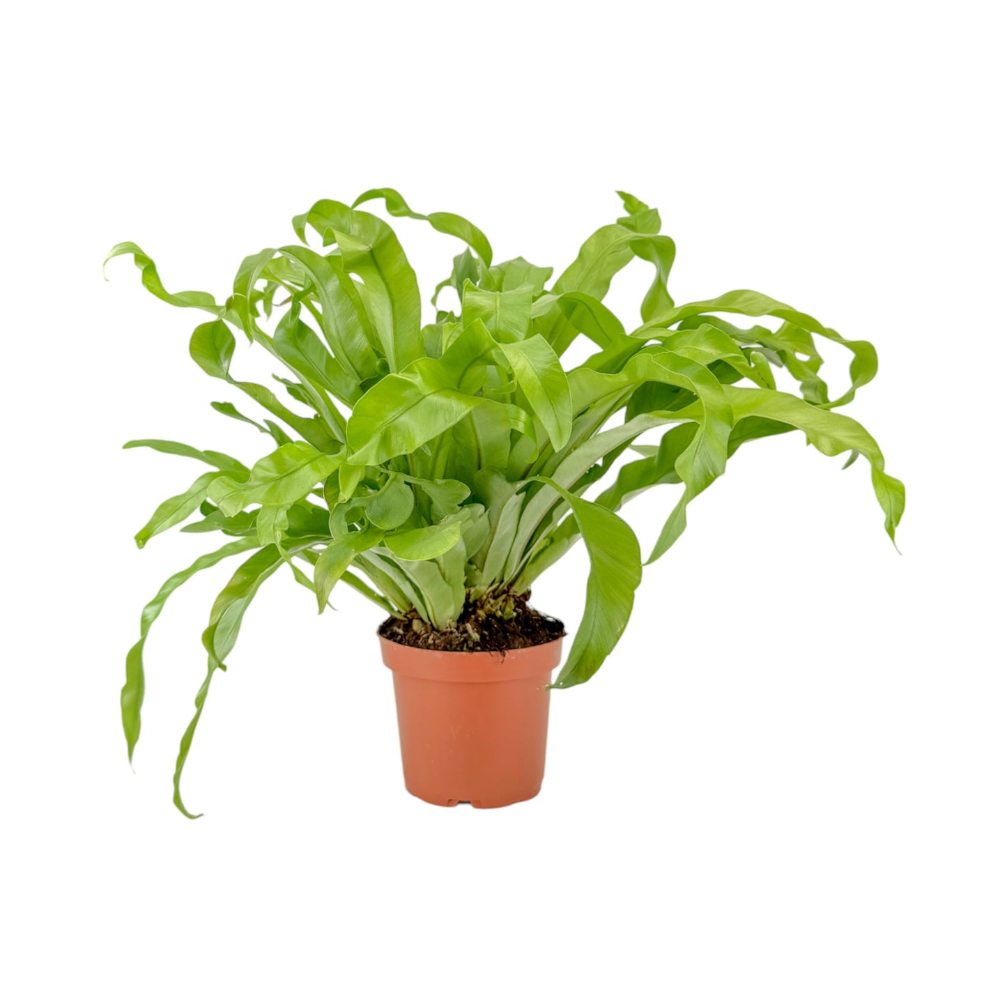 Fern 12cm British Mix - Green Plant The Horti House