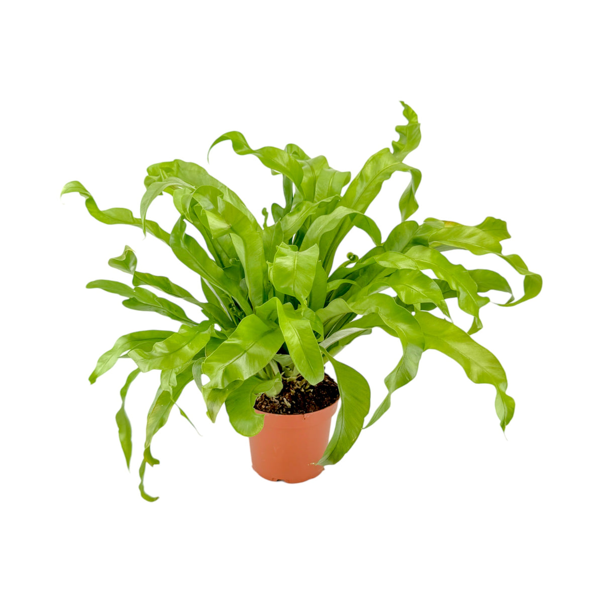 Asplenium 12cm Antiquum