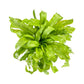 Asplenium 12cm Antiquum