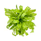 Asplenium 12cm Mix